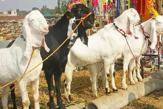 Qurbani Area